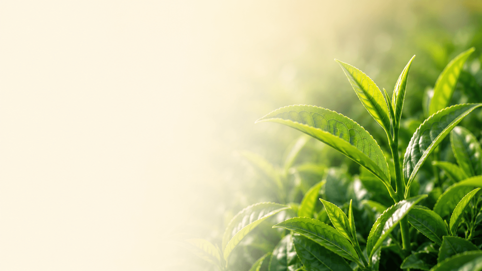 Premium green tea leaf raw material for extract manufacturing